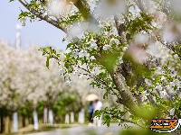 美图丨长湖樱花谷“樱花大道”迎浪漫时刻