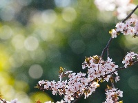 图集 | 踏青赏花品春味