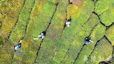 宜昌夷陵：科技赋春管 茶园焕新机