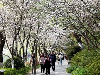 美图 | 荆州中山公园早樱盛开市民涌跃观赏