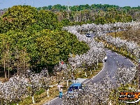 美图丨长湖樱花谷“樱花大道”迎浪漫时刻