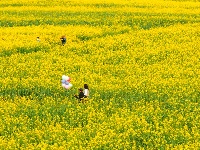 图集｜湖北枝江油菜花海，美到出圈的春日限定！