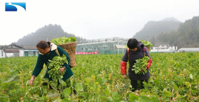 恩施：一株富硒小菜薹 撑起一方大产业