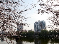 美图 | 荆州中山公园早樱盛开市民涌跃观赏