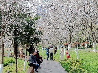 美图 | 荆州中山公园早樱盛开市民涌跃观赏
