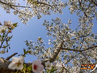 美图丨长湖樱花谷“樱花大道”迎浪漫时刻