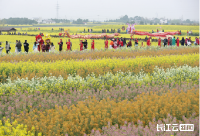 花期赚“流量” 花谢赚产值 湖北这抹“金黄”很亮眼