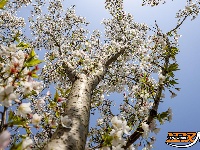 美图丨长湖樱花谷“樱花大道”迎浪漫时刻
