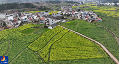 咸宁通山：金色花海醉游人 乡村旅游热起来