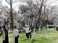 美图 | 荆州中山公园早樱盛开市民涌跃观赏