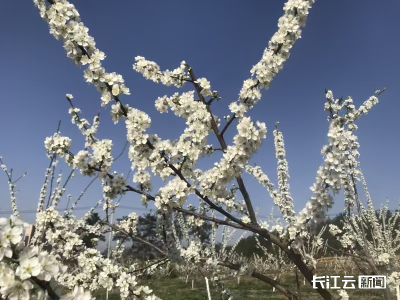 最美赏花季开启！快收下这份十堰竹溪“赏花地图”