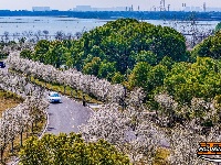 美图丨长湖樱花谷“樱花大道”迎浪漫时刻