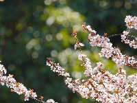 图集 | 踏青赏花品春味