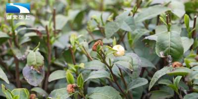 宜昌兴山：香！兴山首批春茶抢“鲜”开采