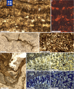 来自4.8亿年前 科学家发现迄今为止最古老的层孔海绵化石
