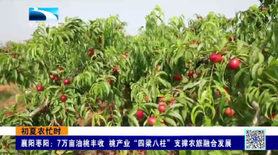 襄阳枣阳：7万亩油桃丰收 桃产业“四梁八柱”支撑农旅融合发展