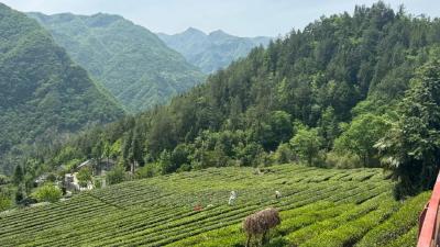 19.9万人次打卡！五一神农架旅游实力出圈