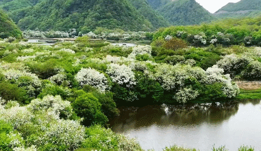 又是一年花开时！神农架大九湖野生海棠进入盛花期
