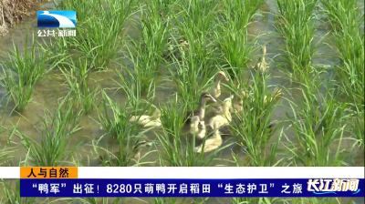 人与自然｜“鸭军”出征！8280只萌鸭开启稻田“生态护卫”之旅