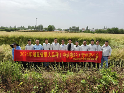 “机械轰鸣绘‘丰’景 油菜测产展新篇”——仙桃市“中油杂39”机收实测会见证丰收佳绩