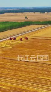 荆州公安：小麦开镰收割 麦浪滚滚好“丰”景