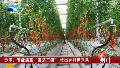 荆门沙洋：智能温室“番茄王国” 结出乡村振兴果