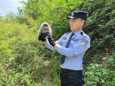 十堰竹山：警民携手救助国家二级保护动物灰林鸮