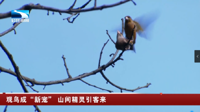 神农架：观鸟成“新宠” 山间精灵引客来