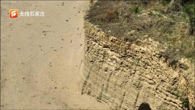 崖沙燕回归 滹沱河湿地生态环境越来越好