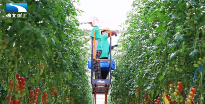 荆门沙洋：智能温室“番茄王国”结出乡村振兴果