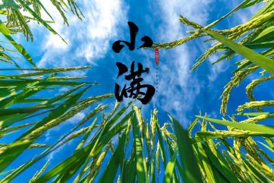 今天小满 愿你的爱与生活皆是小圆满