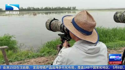 公安：国家一级保护动物彩鹮现身湿地公园