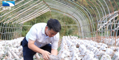 襄阳南漳：从鄂西北到东南亚 菌菇乘“云”出海闯市场