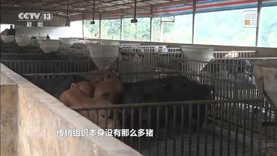 万元认养一头猪，200天就能赚6000元？起底“云养殖”里的骗局