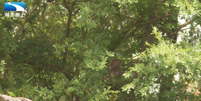 襄阳宜城：“美猴王”来访 闲逛农家林中觅食