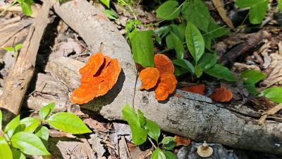 雨后武汉野生蘑菇疯长 专家提醒：别被“灵芝”忽悠了！