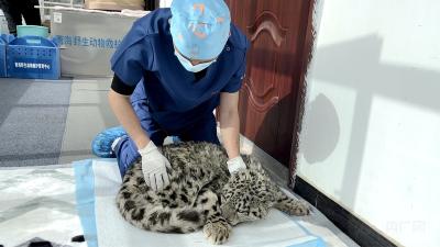 【牢记嘱托·看见美好中国】让高原生态永葆美丽底色