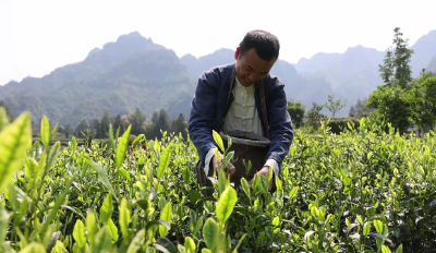 恩施咸丰：茶酒融合 激发产业新动能