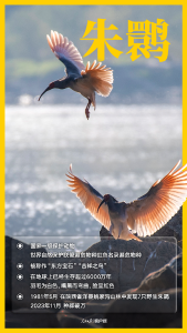 唧唧啾啾，一起认识国家一级保护的野生鸟类