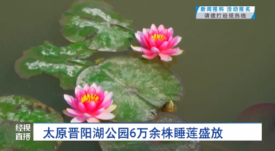 太原：晋阳湖公园6万余株睡莲盛放