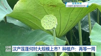 汉产莲蓬何时大规模上市？种植户：再等一周