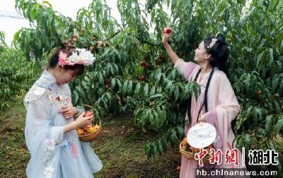 湖北孝感：“桃”醉盛夏 味美杨店 早蜜桃开园节在卓尔桃花驿小镇启幕