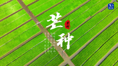 芒种的江陵，正把丰收的期盼，种进每一寸土地