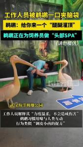 有人被鹈鹕“灌了顶” 原来是在做头部按摩！