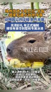 动物园出逃卡皮巴拉“豆包”公开征婚