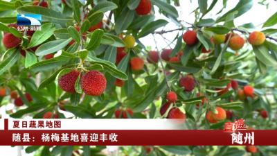 夏日蔬果地图 | 随县：杨梅基地喜迎丰收