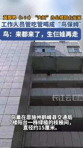 黄臀鹎一家五口办公楼阳台安家