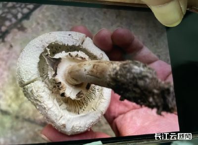 警惕！武汉已有人中招这种“白蘑菇”，严重可致命