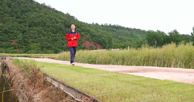 赵青：“粮二代”返乡种有机稻 用“小米粒”闯出农业新天地