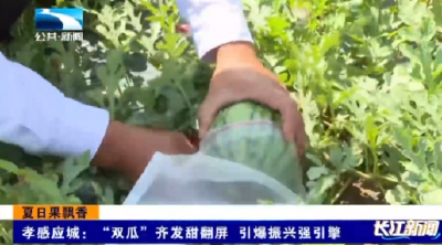 孝感应城：“双瓜”齐发甜翻屏   引爆振兴强引擎